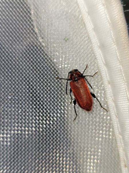 Pyrrhidium sanguineum  - Thomas Lux