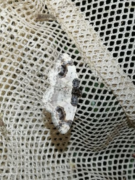 Phalène du fusain  - Bufo Fizesan (Bufo)