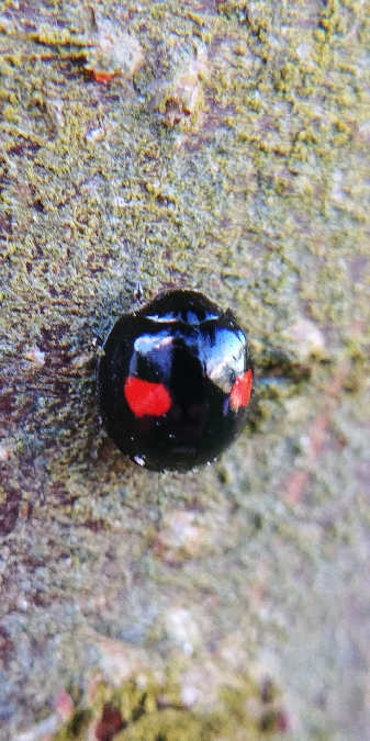Chilocorus renipustulatus 