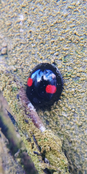 Chilocorus renipustulatus 
