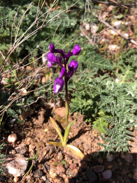 Anacamptis champagneuxii  - Joseph Janiaud