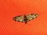 Eupithecia irriguata 