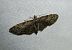 Eupithecia abbreviata  - Thomas Lux