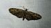 Eupithecia abbreviata  - Thomas Lux