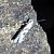 Ypsolopha asperella  - Thomas Lux