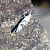 Ypsolopha asperella  - Thomas Lux
