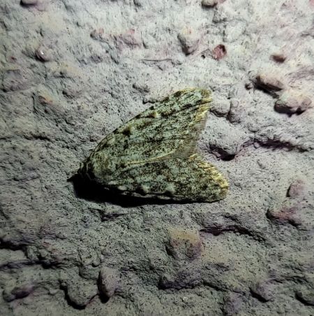 Nola cicatricalis  - Thomas Lux