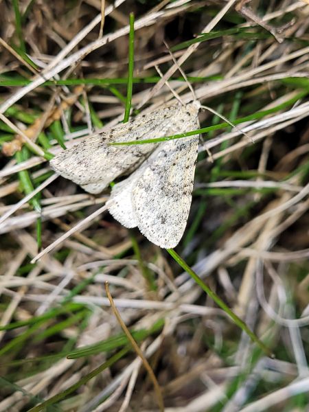 Colostygia multistrigaria  - Thomas Lux