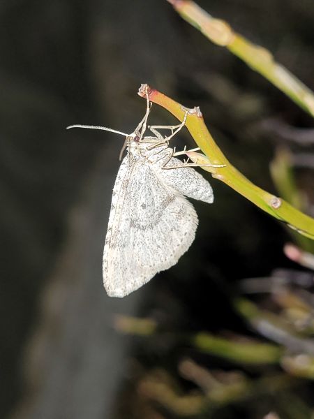Colostygia multistrigaria  - Thomas Lux