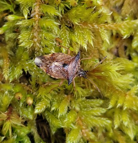 Elasmucha ferrugata  - Thomas Lux