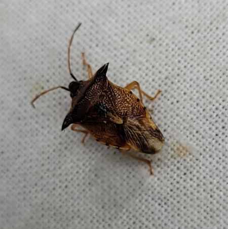 Elasmucha ferrugata  - Thomas Lux