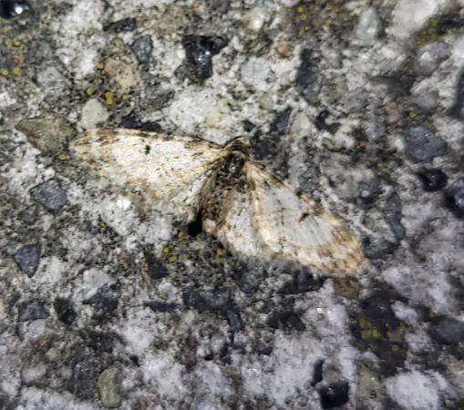 Eupithecia irriguata  - Thomas Lux