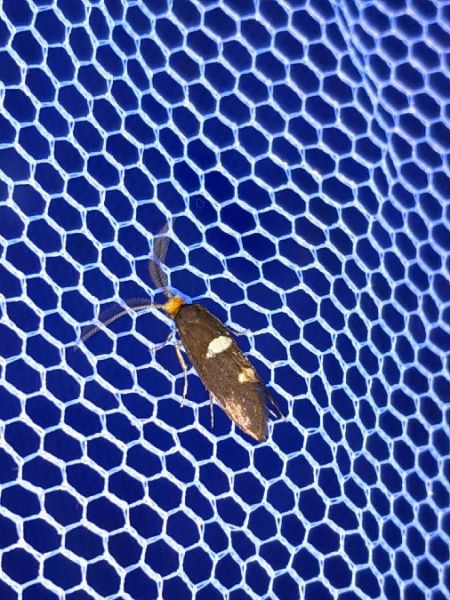 Incurvaria masculella  - Sylvain Lethuillier