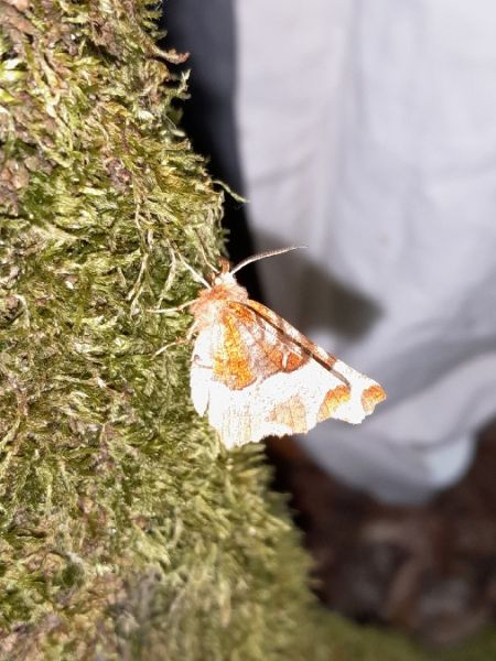 Selenia tetralunaria  - Sylvain Lethuillier