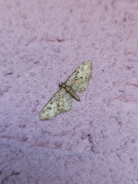 Eupithecia abbreviata  - Thomas Lux