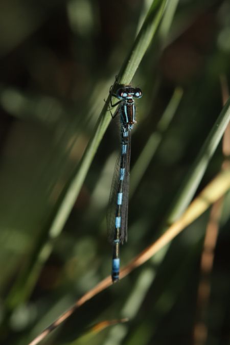 Agrion de Mercure  - Sarah Longarini