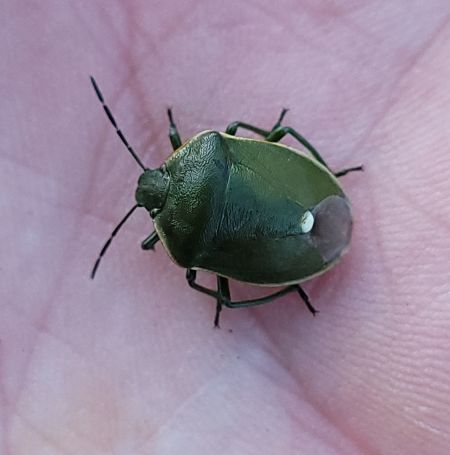 Chlorochroa juniperina  - Thomas Lux