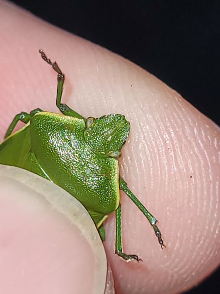 Chlorochroa juniperina  - Thomas Lux