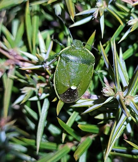 Chlorochroa juniperina  - Thomas Lux