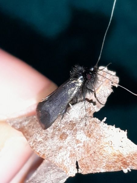 Adela reaumurella  - Sylvain Lethuillier