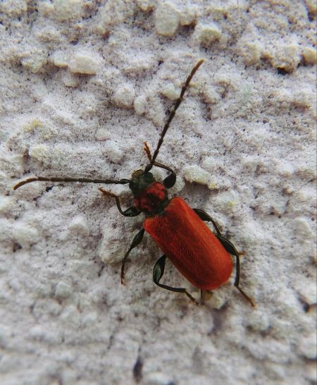 Pyrrhidium sanguineum 