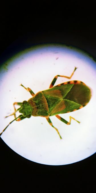 Arocatus melanocephalus 