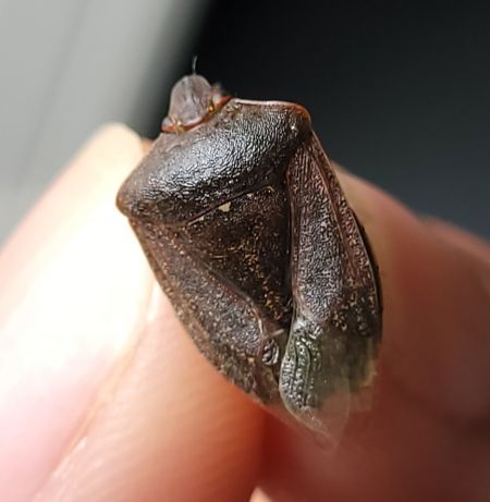Nezara viridula  - Thomas Lux