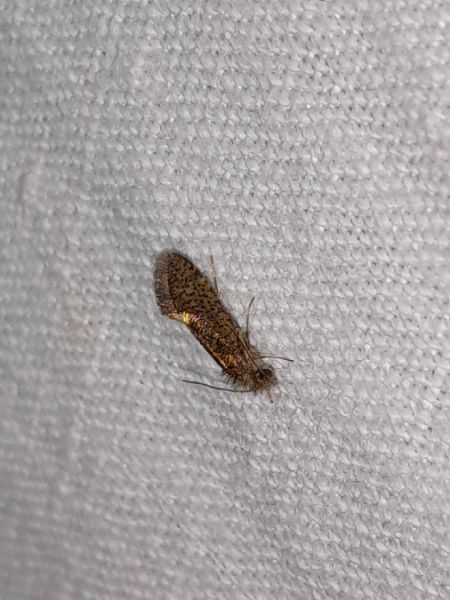 Dyseriocrania subpurpurella  - Sylvain Lethuillier