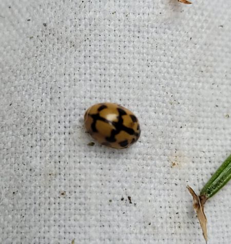 Adalia conglomerata  - Thomas Lux