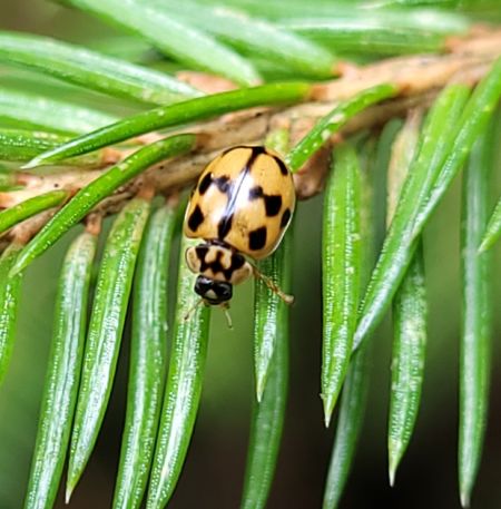 Adalia conglomerata  - Thomas Lux