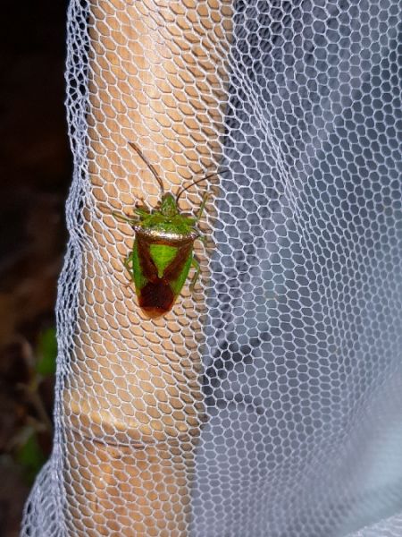 Acanthosoma haemorrhoidale  - Sylvain Lethuillier