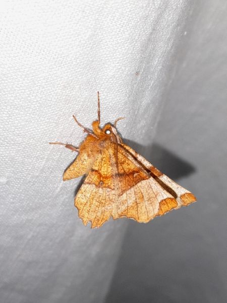 Selenia lunularia  - Sylvain Lethuillier
