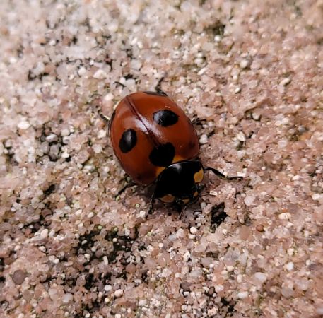Coccinella magnifica  - Thomas Lux