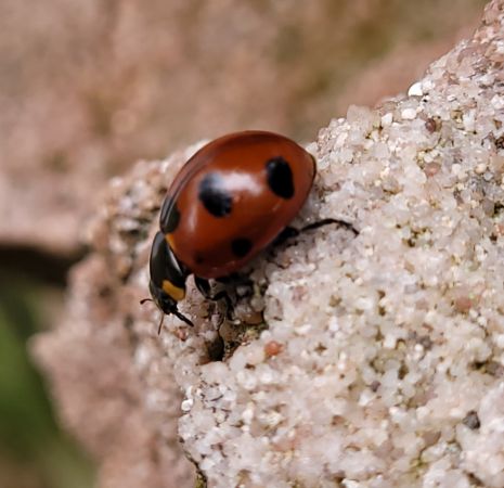 Coccinella magnifica  - Thomas Lux