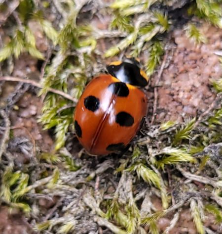 Coccinella magnifica  - Thomas Lux