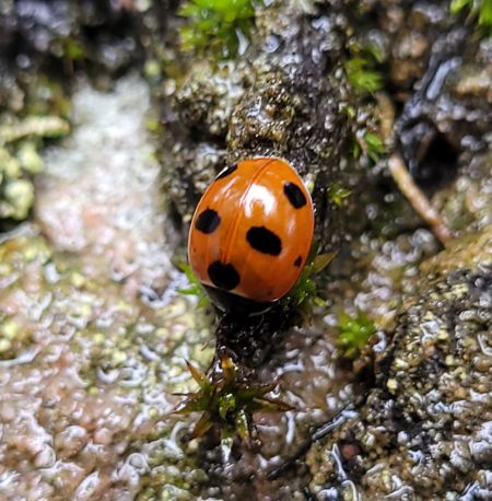 Coccinella magnifica  - Thomas Lux