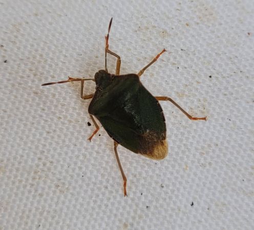 Palomena prasina  - Thomas Lux
