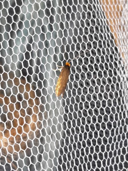Incurvaria koerneriella  - Sylvain Lethuillier