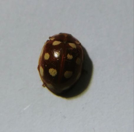 Coccinelle à 14 points 