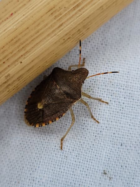 Peribalus strictus vernalis  - Thomas Lux