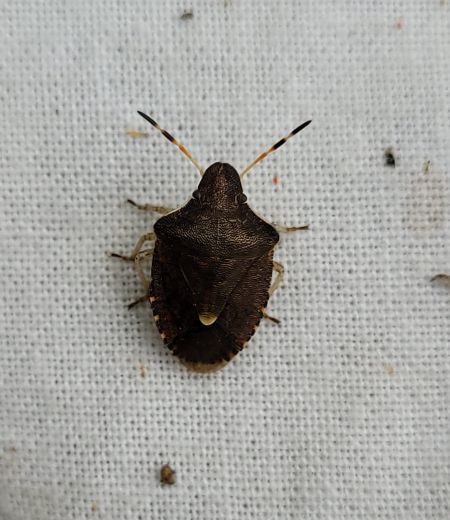 Peribalus strictus vernalis  - Thomas Lux