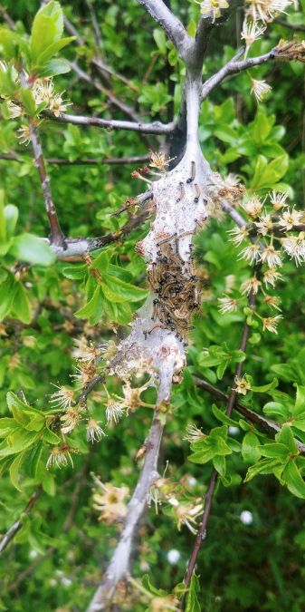 Bombyx à livrée 
