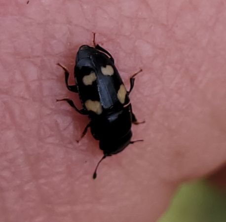 Glischrochilus quadriguttatus  - Thomas Lux