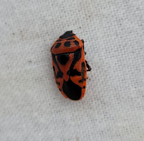 Eurydema ornata  - Thomas Lux