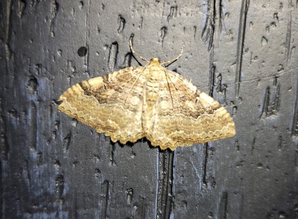 Hydria cervinalis  - Thomas Lux