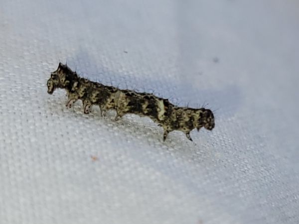 Allophyes oxyacanthae  - Thomas Lux