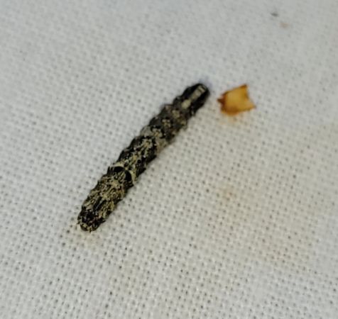 Allophyes oxyacanthae  - Thomas Lux