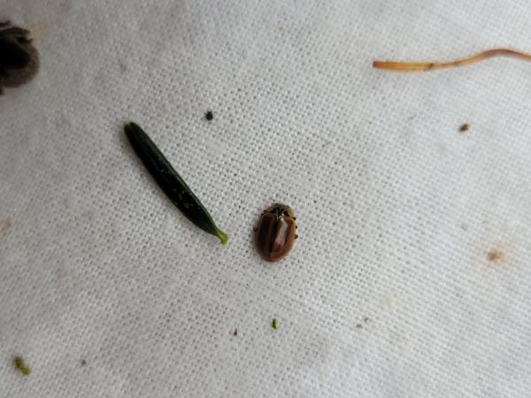 Aphidecta obliterata  - Thomas Lux