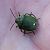 Chlorochroa juniperina  - Thomas Lux