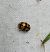 Adalia conglomerata  - Thomas Lux